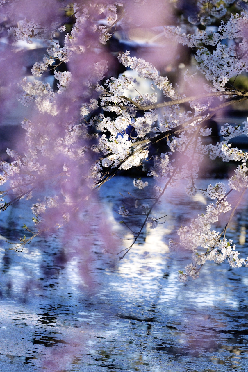 蜷川実花《花、瞬く光》2022年弘前れんが倉庫美術館蔵ⒸMika Ninagawa, Courtesy of Tomio Koyama Gallery