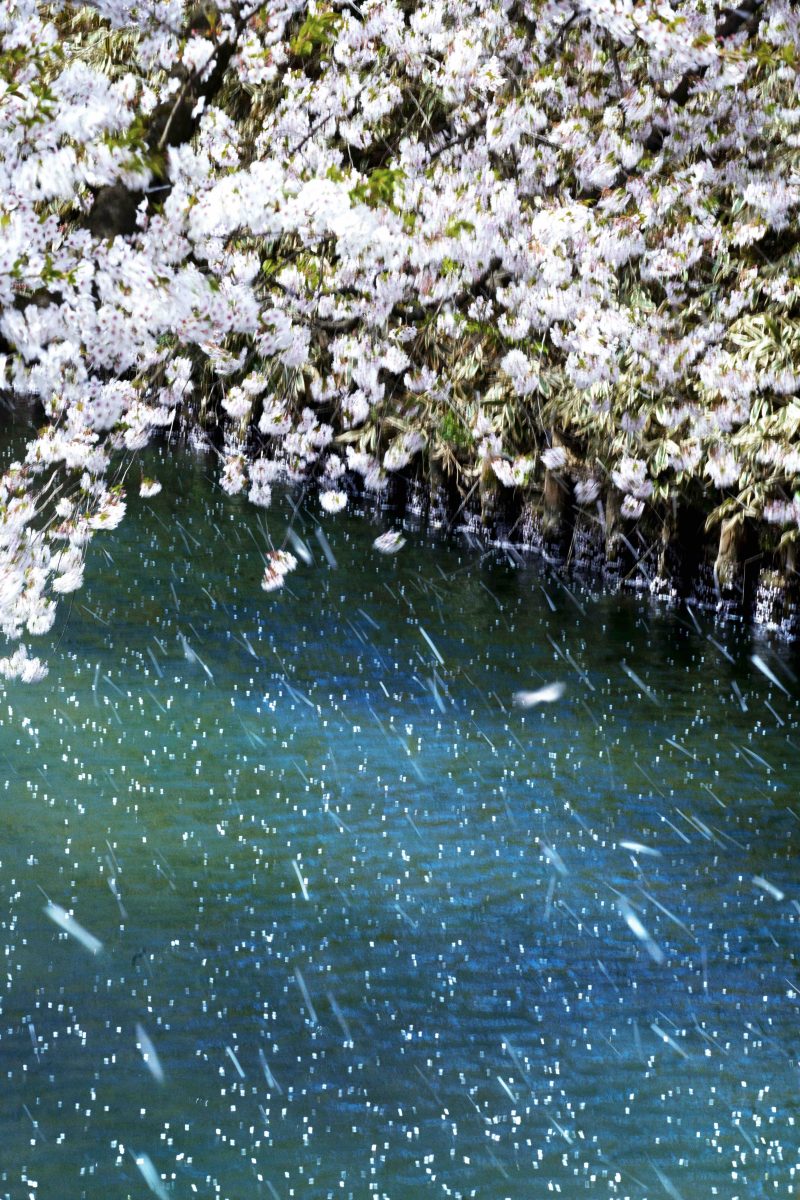 NINAGAWA Mika, Flowers, Shimmering Light, 2022 Color photography  ©mika ninagawa, Courtesy of Tomio Koyama Gallery