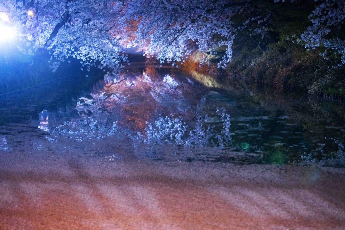 NINAGAWA Mika, Untitled, 2023 Color photography  ©mika ninagawa, Courtesy of Tomio Koyama Gallery