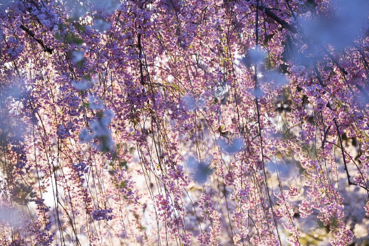 NINAGAWA Mika, Untitled, 2022 Color photography  ©mika ninagawa, Courtesy of Tomio Koyama Gallery