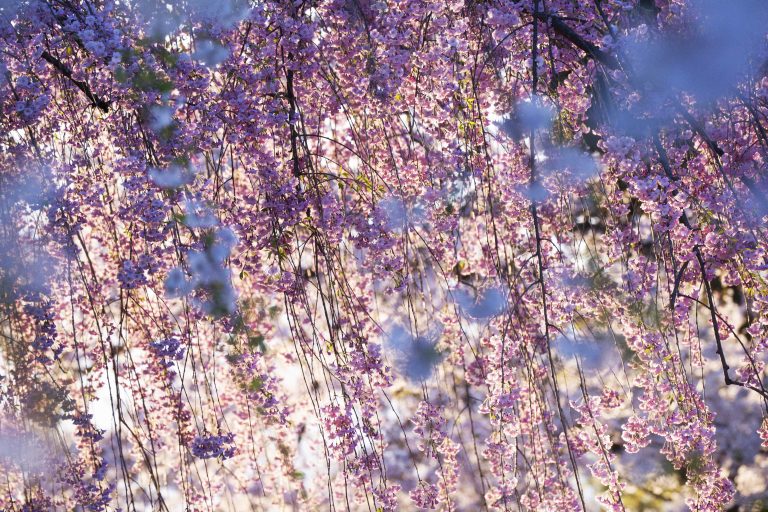 NINAGAWA Mika with EiM: Where Humanity Meets Nature