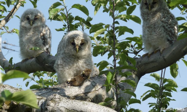 りんご園の暮らし 動物たちとの共存